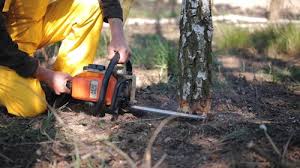 Best Lawn Disease Treatment  in Plain City, OH