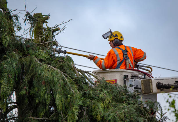Best Tree Disease Treatment  in Plain City, OH